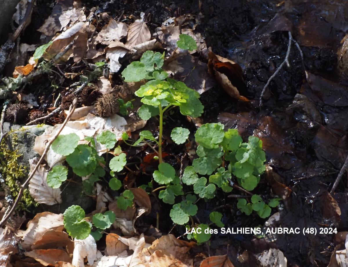 Saxifrage, Alternate-leaved Golden plant